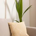 Noemie Premium Пефкохори